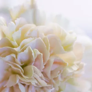 Silk Flowers Stole Scarf