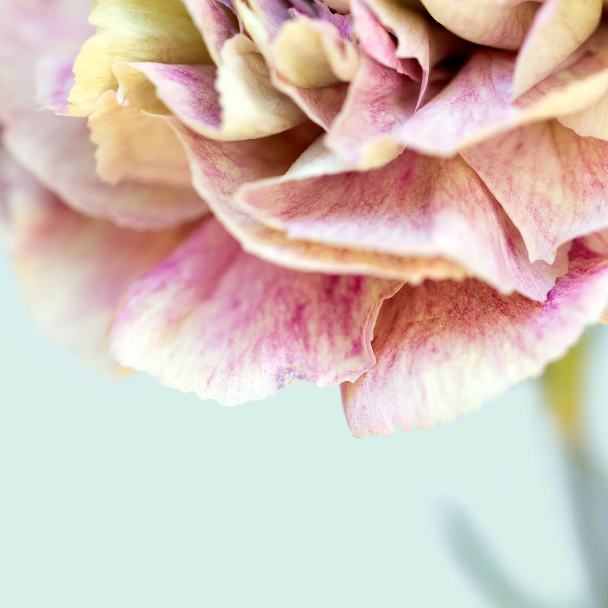 Silk Flowers Stole Scarf