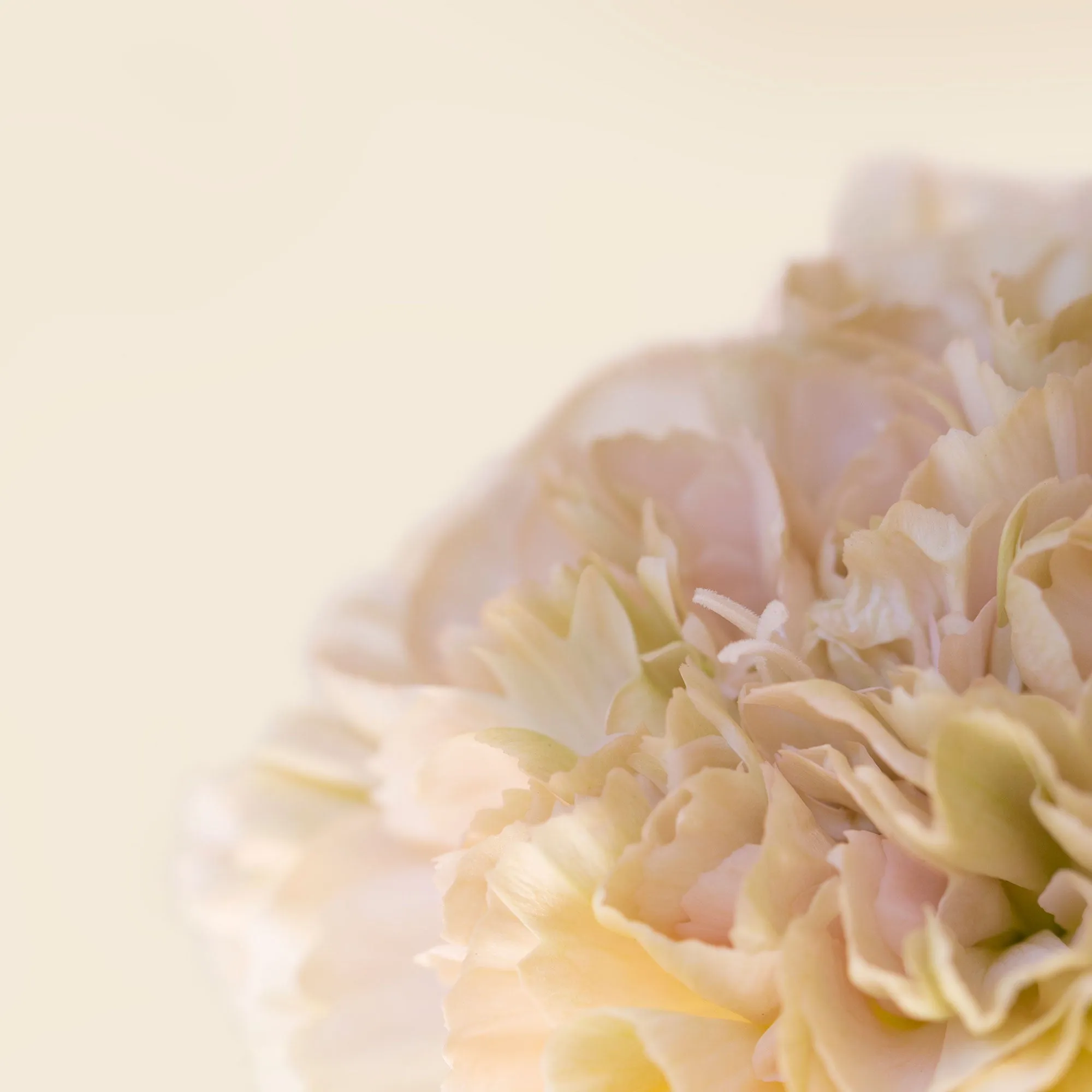 Silk Flowers Stole Scarf