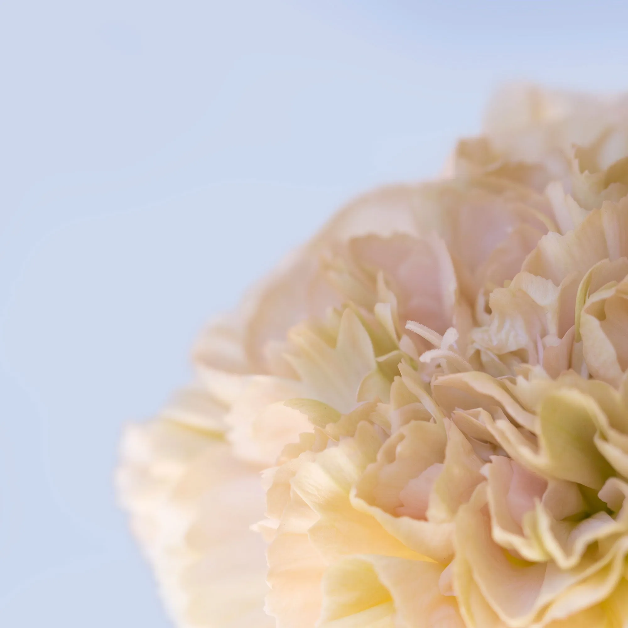 Silk Flowers Stole Scarf