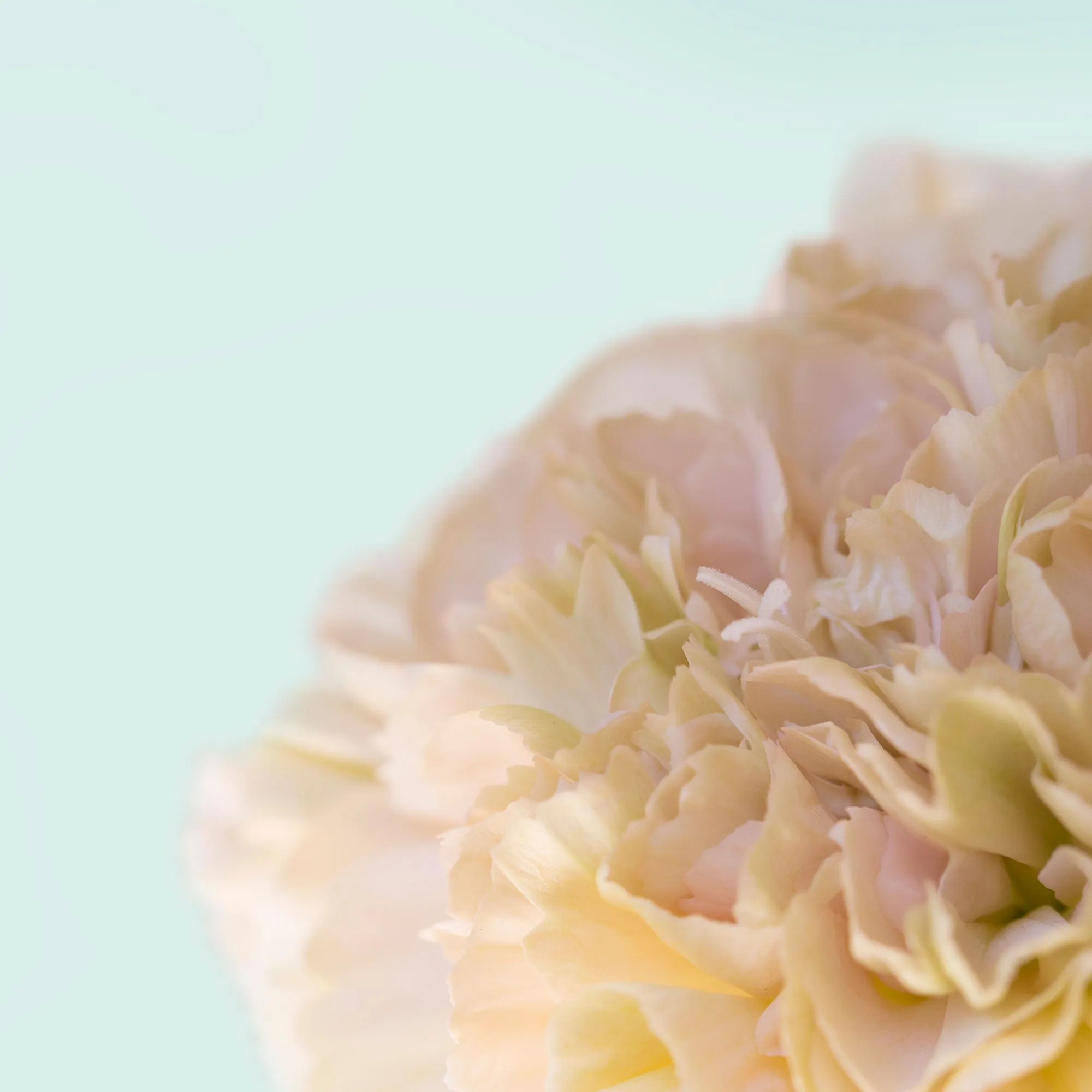 Silk Flowers Stole Scarf