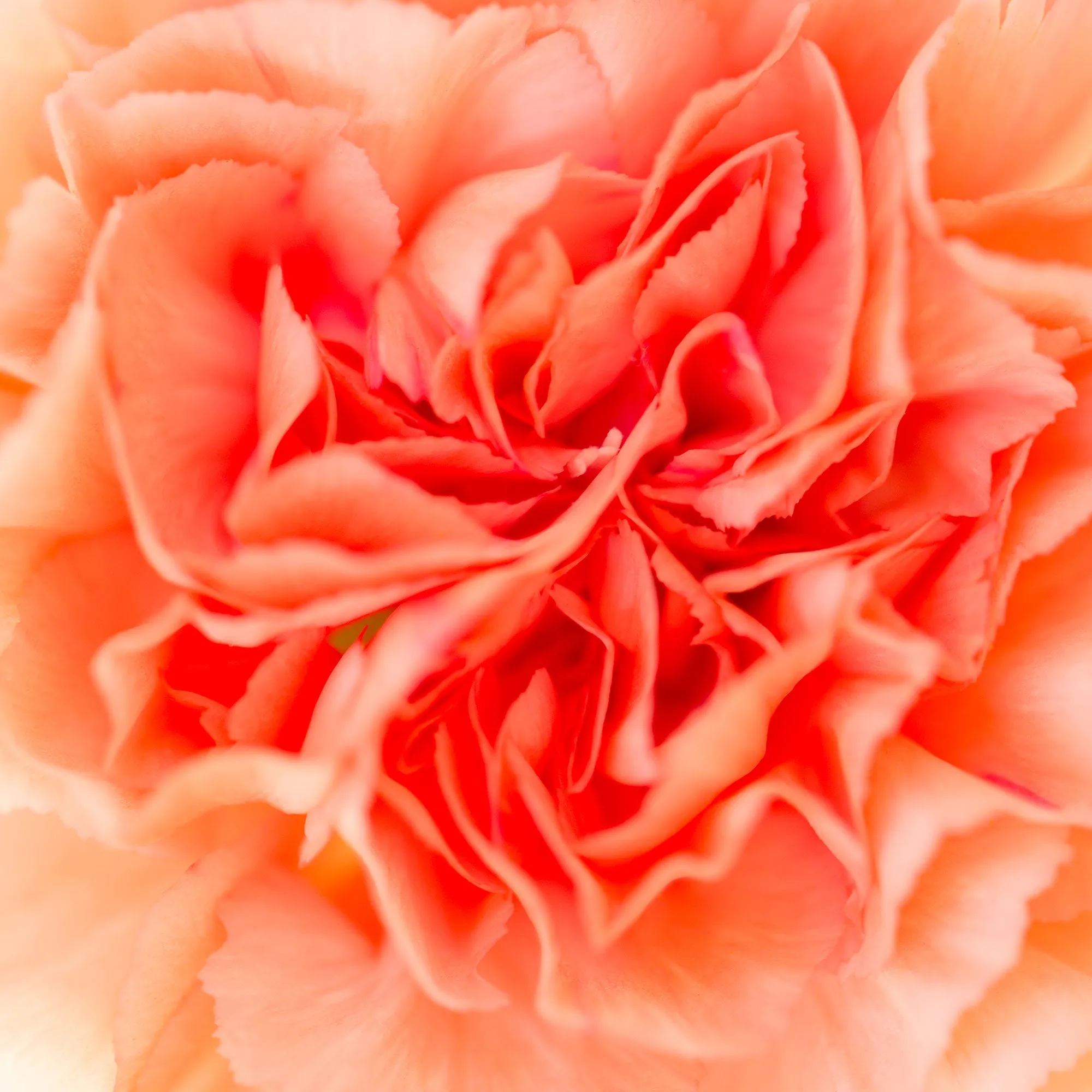 Silk Flowers Stole Scarf