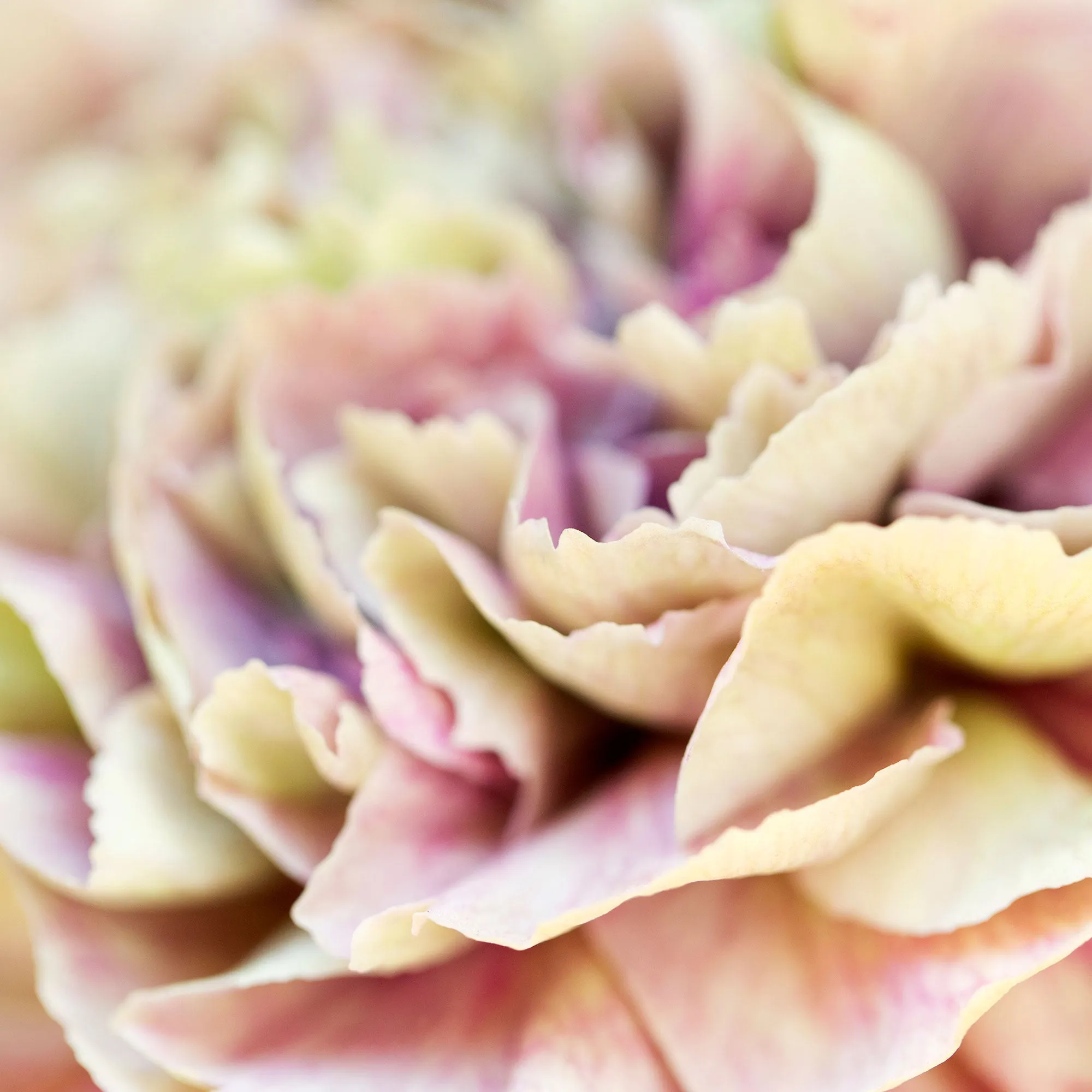 Silk Flowers Stole Scarf