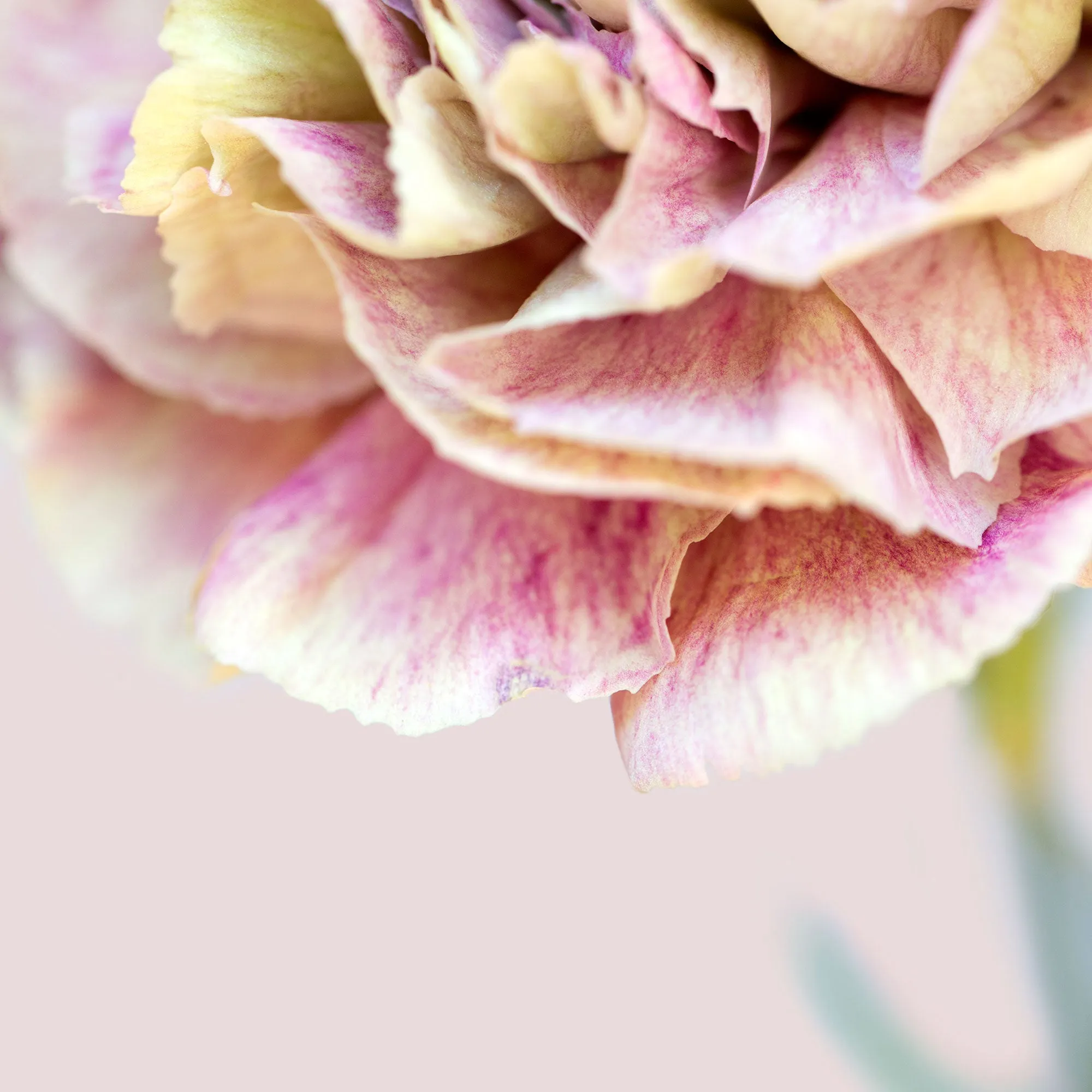Silk Flowers Stole Scarf