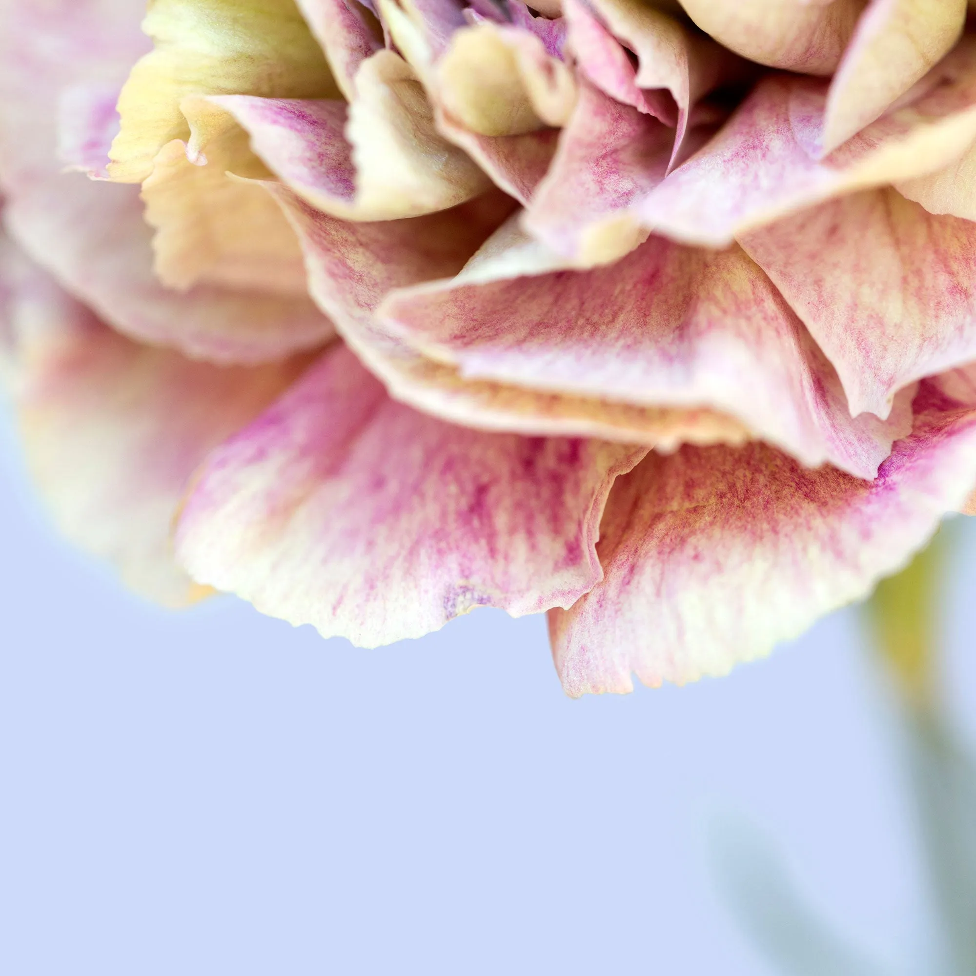 Silk Flowers Stole Scarf