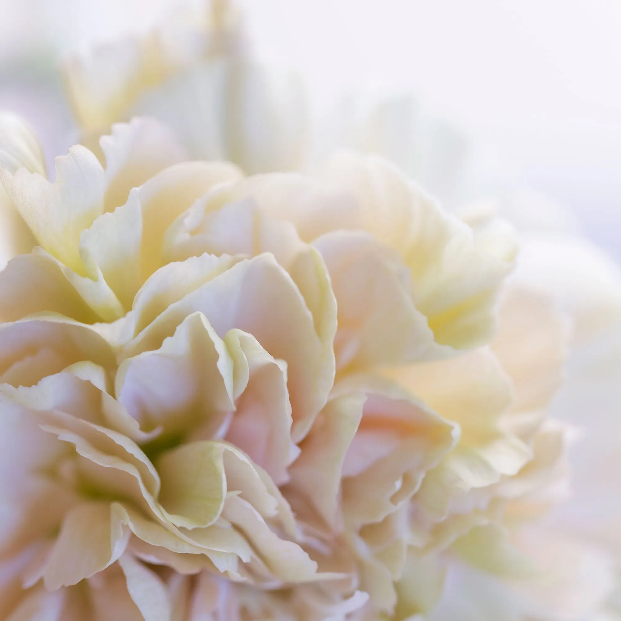 Silk Flowers Stole Scarf