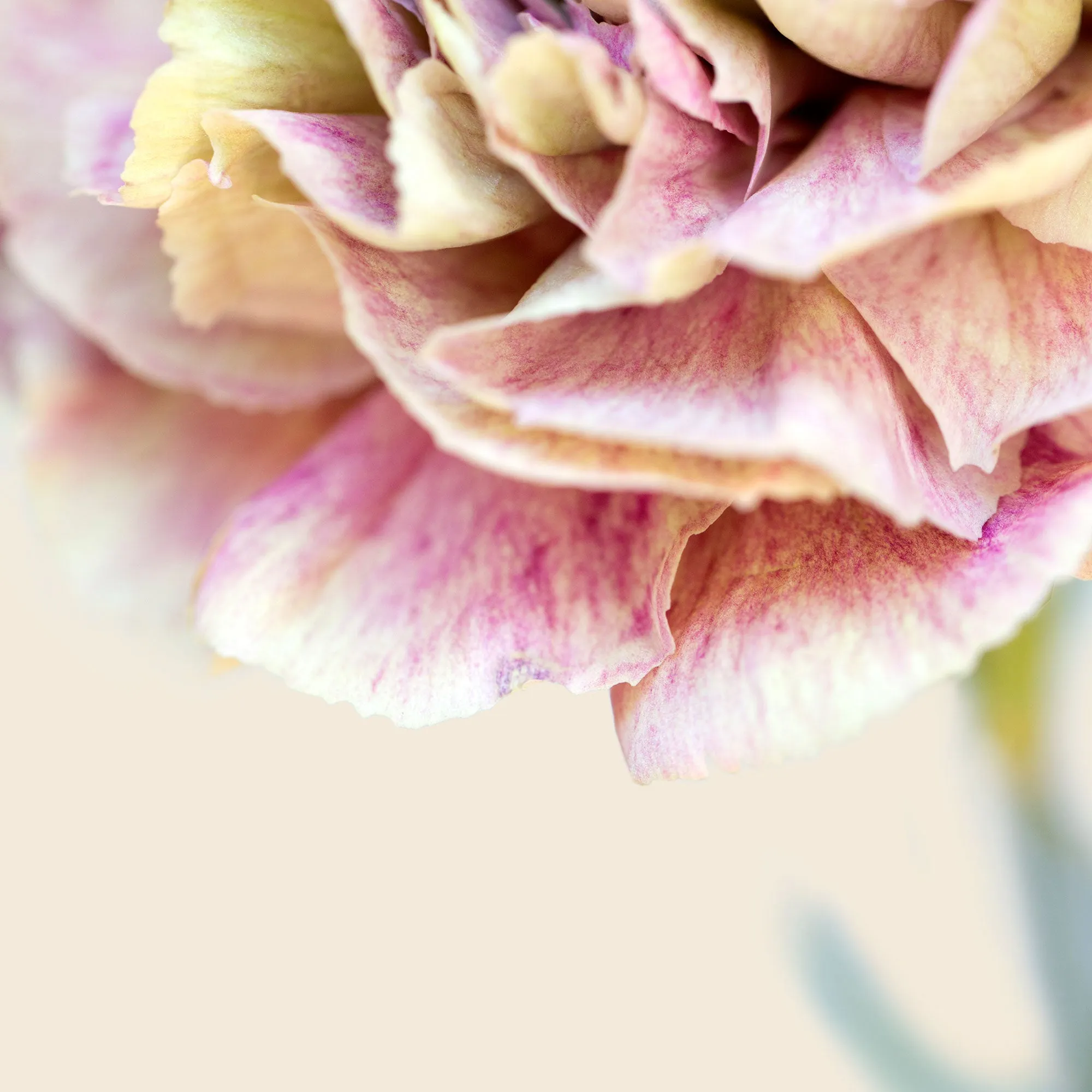 Silk Flowers Stole Scarf