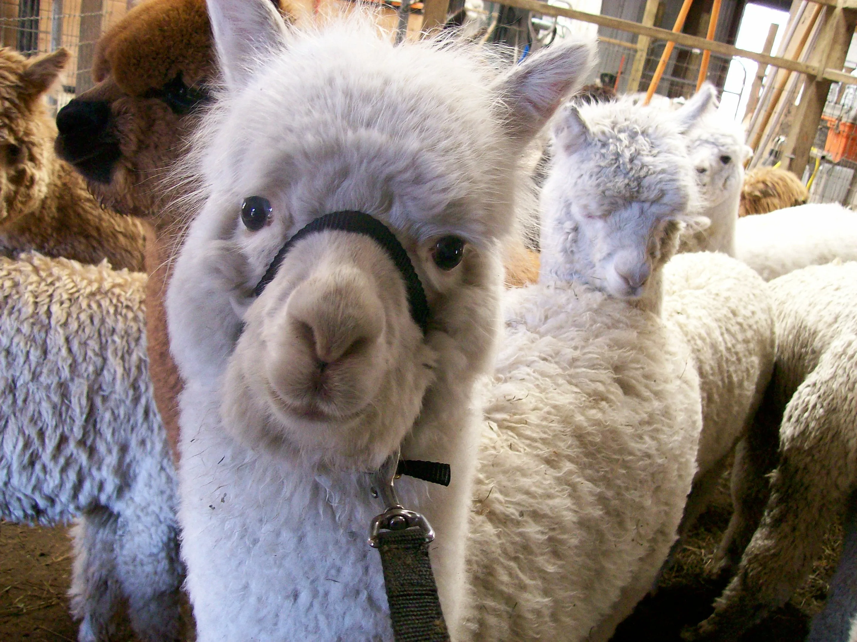 Virtual Adoption - Adopt-a-paca™ - SNOWBALL (Superfine Fiber)  - white